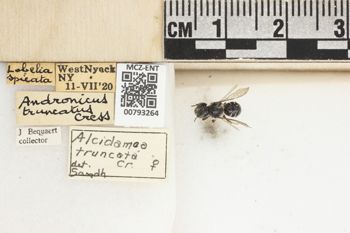 Media type: image;   Entomology 793264 Aspect: Labels